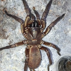 Proshermacha sp. Flinders Ranges 1