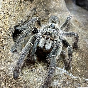 0.1 Ceratogyrus darlingi.