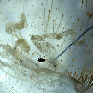 Typhochlaena seladonia spermatheca