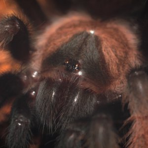 Brachypelma emilia - 1.5inch juvenile