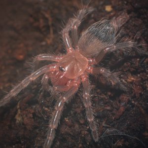 A.geniculata - 0.8 inch sling