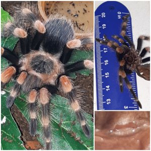 B smithi