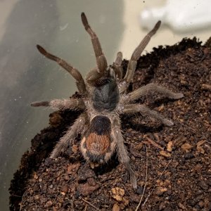 Neostenotarsus sp Suriname 1.5”