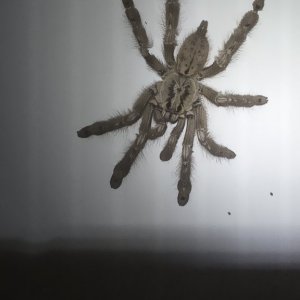 Sold as H. Maculata
