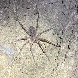 Dolomedes tenebrosus (Dark Fishing Spider)