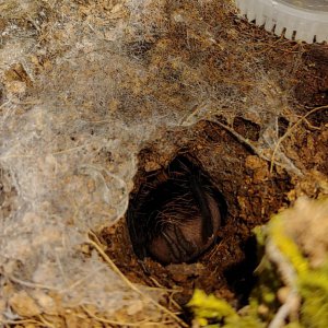 Mystery Sling (Abdomen Hairs)