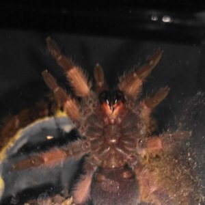 Brachypelma emilia juvenile