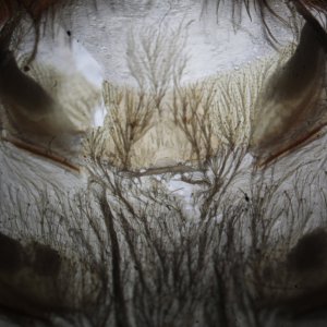 Grammostola pulchra - 2 inches (again)