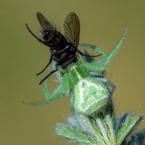 Heriaeus hirtus