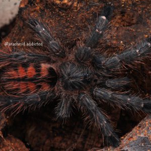 Avicularia taunayi.