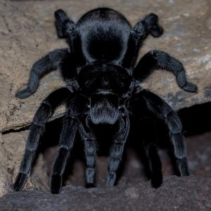 Grammostola pulchra