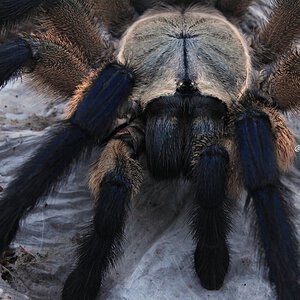 Monocentropus balfouri.