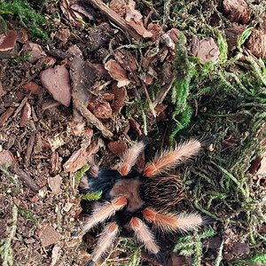 Brachypelma boehmei Juvenile 2.5"+ Suspect Female