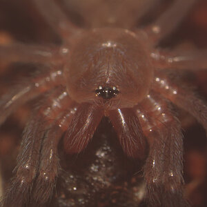 Pterinopelma sazimai - Sling wrestling a Dubia 2