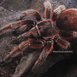 Grammostola rosea.