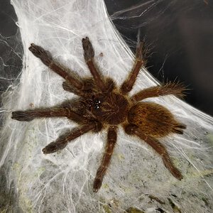 P. murinus "Usambara" RCF 3/4" sling - 'Butter'