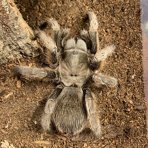 Aphonopelma gabeli 4" female