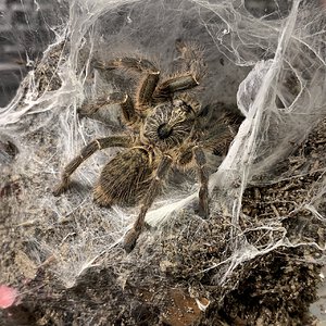 Ceratogyrus darlingi male 2.5"