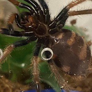 GBB ventral sexing