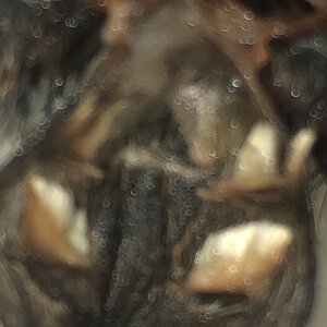 3 inch Avicularia metallica