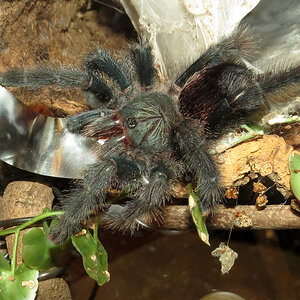 False Alarm (♀ Avicularia avicularia 5")