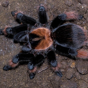 Brachypelma emilia