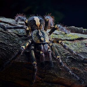 Poecilotheria ornata