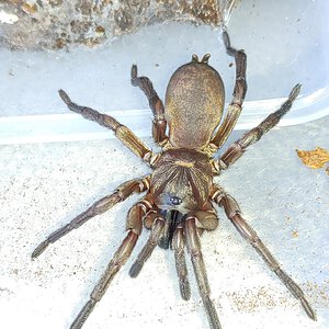 Anamidae sp. Flinders Ranges 1