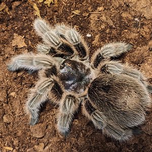 Grammostola sp.?