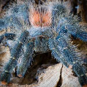 Avicularia variegata