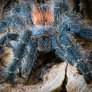 Avicularia variegata