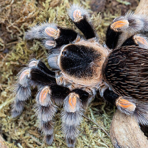 Brachypelma hamorii