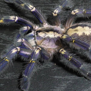 Sub-Adult Poecilotheria metallica