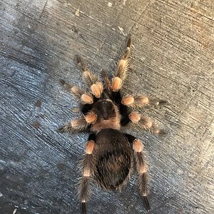 hamorii or smithi?