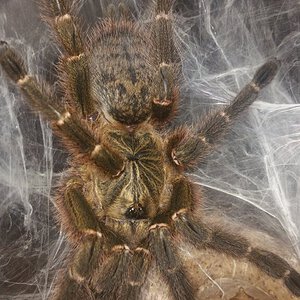 "Tete" Mozambique, Freshly Molted Mature Female