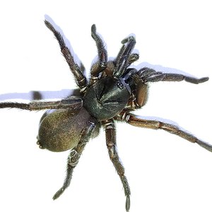 Anamidae sp. Mt Lofty 2