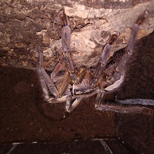 P.ornata