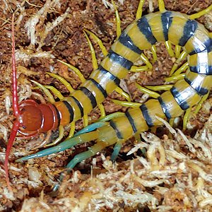 Scolopendra morsitans