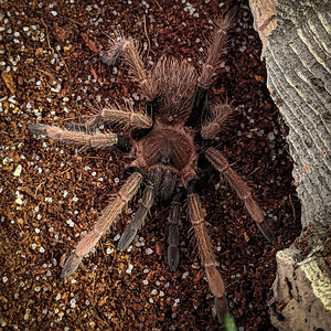 My Sericopelma sp Santa Catalina juvie