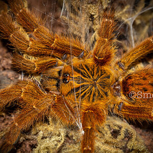 Carrot the Pterinochilus murinus (2.75-3in DLS)