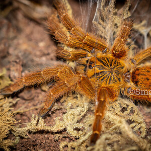 Carrot the Pterinochilus murinus (2.75-3in DLS)