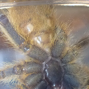 P.murinus Male or Female?