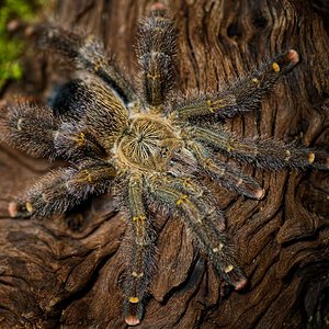 Avicularia rufa