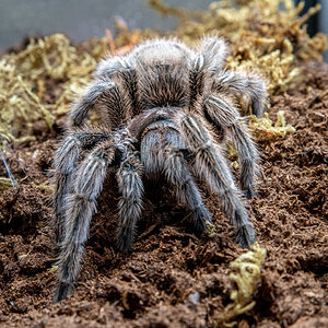 Grammostola rosea