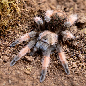 Brachypelma emilia