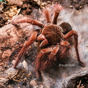 0.1 Theraphosa blondi