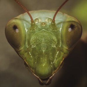 Mantis religiosa(European mantis) - face closeup