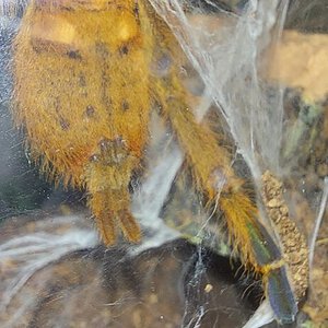 Can anybody help me with sexing this obt