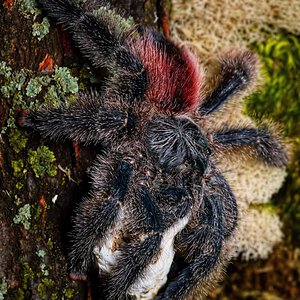 Avicularia variegata