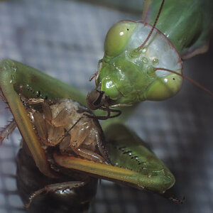 Mantis religiosa - Go for the head!
